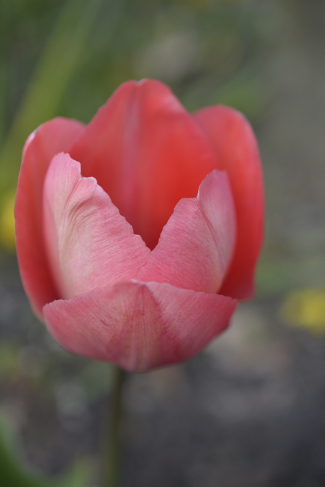 Asserbos, Assen, Nederland