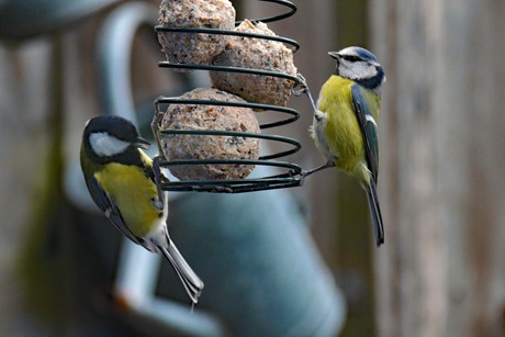 Pimpelmees en koolmees samen aan het buffet.