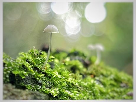 Mycena epipterigya