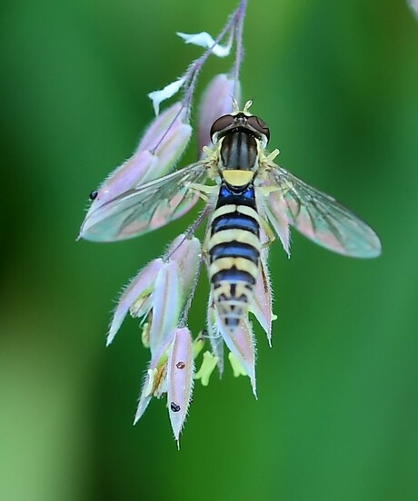 Grote langlijf  ( Sphaerophoria scripta )