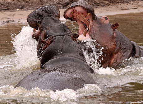 Nijlpaarden