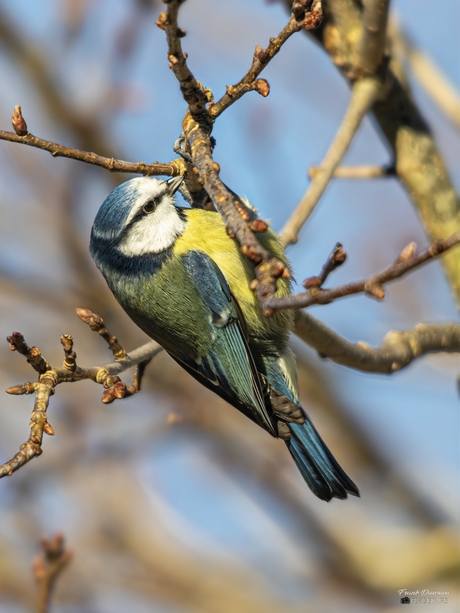 Pimpelmees (Cyanistes caeruleus).