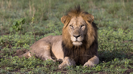 Leeuw in Uganda