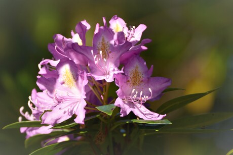 Rododendron 