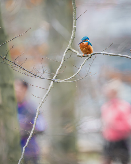 Kingfisher in the city