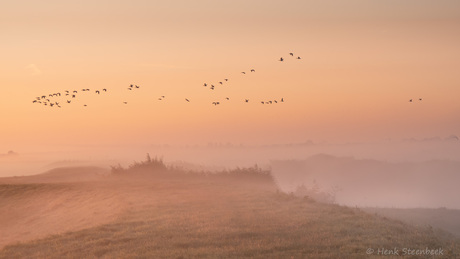 Ganzen boven de polder