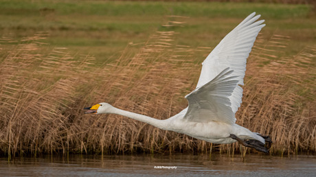 De wilde zwaan.