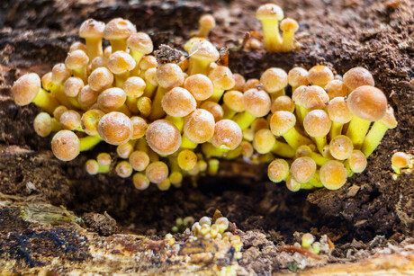 kleine paddenstoelen