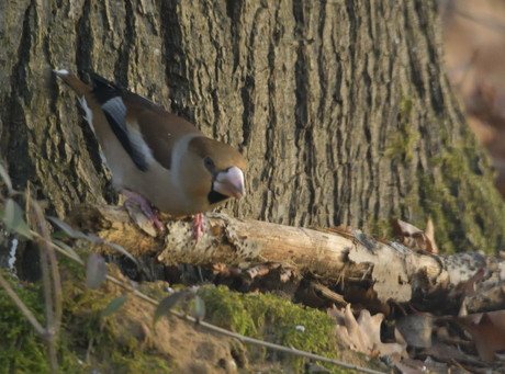 Appelvink in het bos