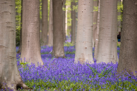 Hallerbos