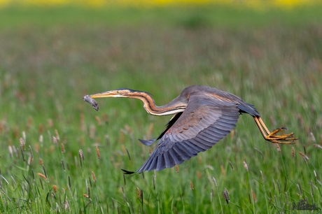 Ontbijtje voor de Purperreiger