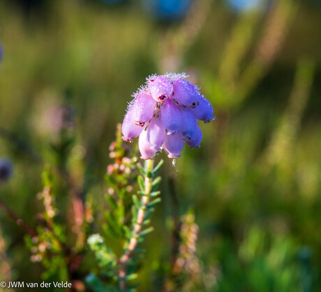 Bloemetjes op de Brunssummerheide