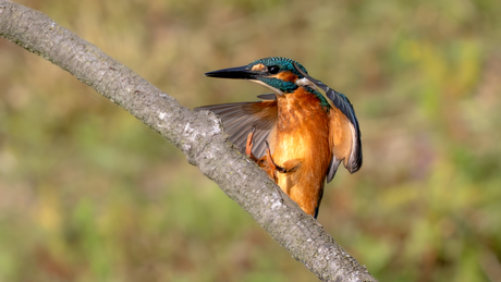 IJsvogeltje land op een tak