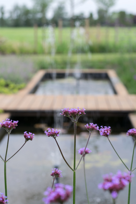 Verbena 