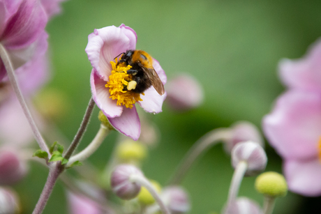 Bij in de bloemen