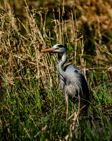 Great Blue Heron