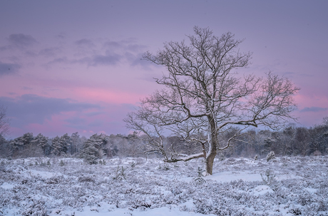 Winter Bakkeveense Duinen