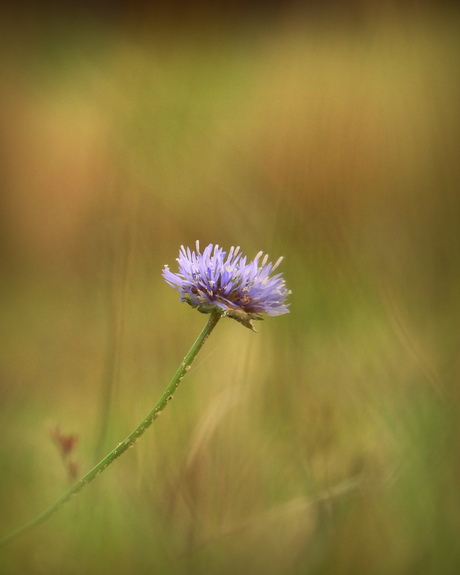 Symbool van veerkracht
