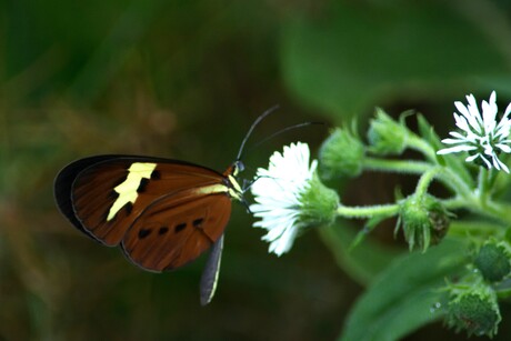 Amazonegebied Vlinders