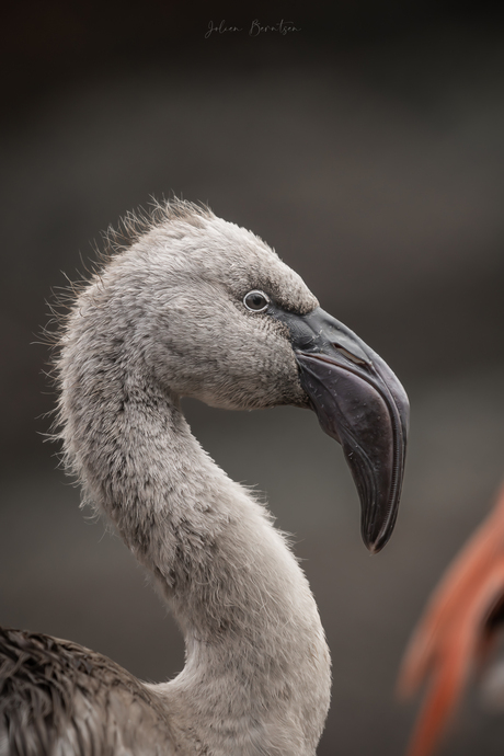 Portret van een jonge flamingo