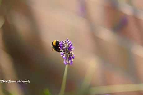 Bij op lavendel 