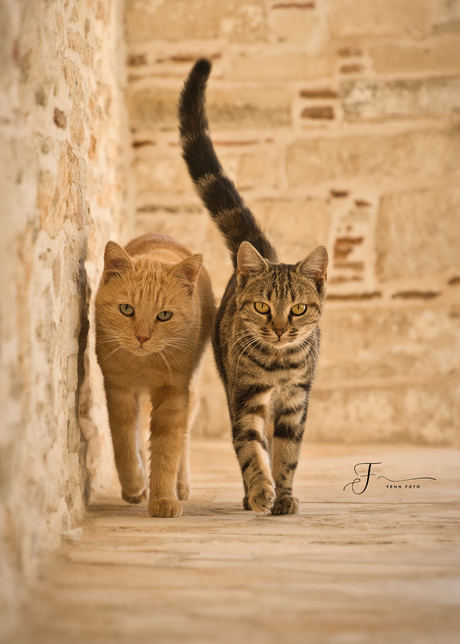 Katten in Griekenland 