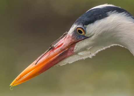 Parende  juffers op snavel reiger