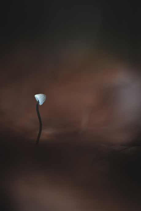 Lamppost