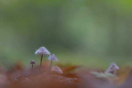 Tiny world