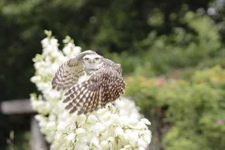 Uil wat blijven het mooie vogels 