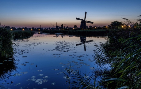 Waterlelies en molens in Alkmaar