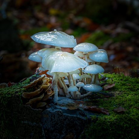 Paddenstoelen in het bos