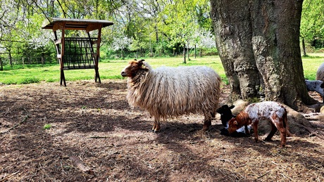 Drents heideschaap met lammetjes 