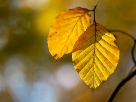 Herfstkleuren