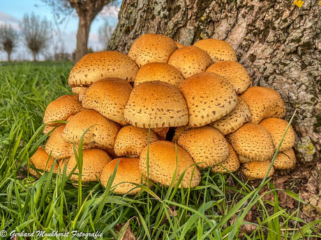 Nee, geen broodjes...