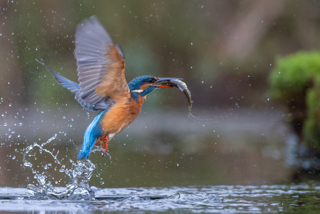 IJsvogel met vis