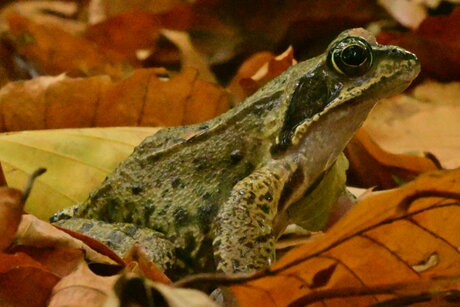 Op zoek naar een rustig plekje voor mijn winterslaap