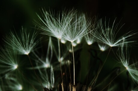 Als een ster in de nacht