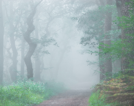 Misty forest