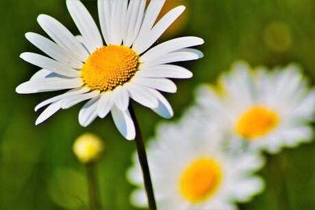 Mini Margrietjes in het gras