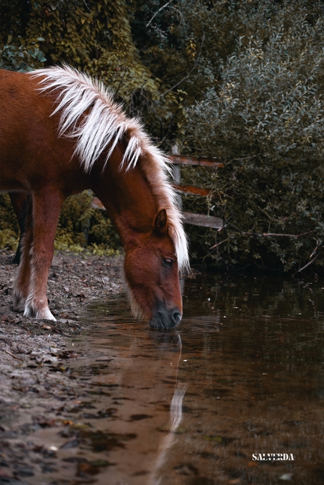 Wilde IJslander in flevoland 