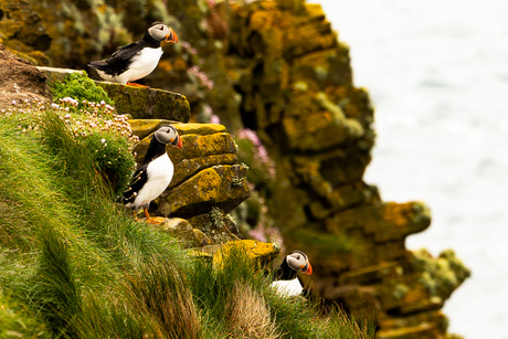 Papagaaienduikers bij de kolonie op Shetland