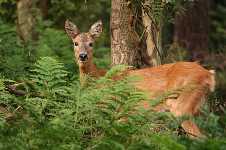 Reegeit in het bos