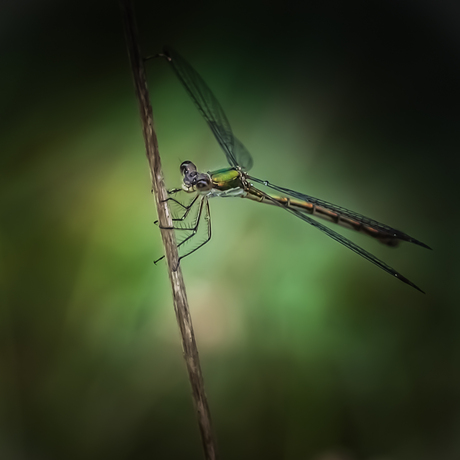 Libelle