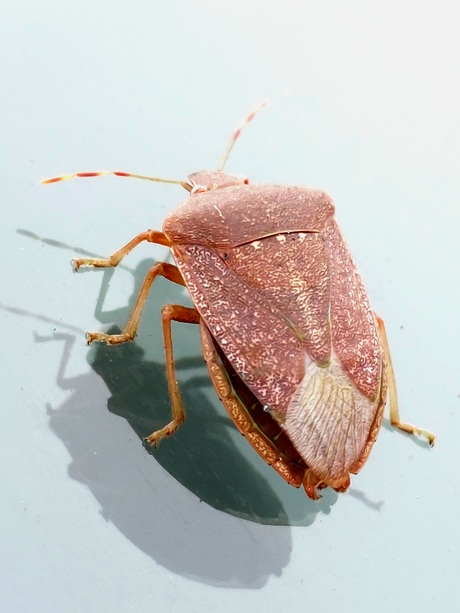 Zuidelijke groene schildwants