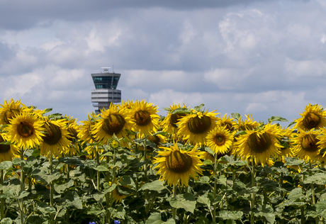 Zonnebloem