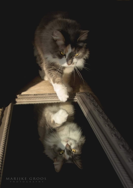Reflectie poes