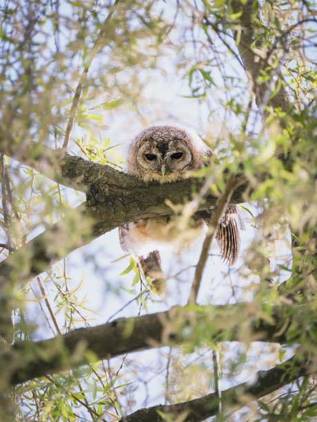 Het 'zware' leven van een bosuil takkeling