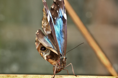 vlinder