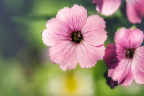 Pink Flower